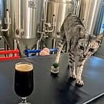 A cat at Isara and a pint of stout