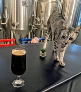 A cat at Isara and a pint of stout